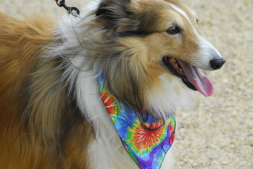 Photo Shetland Sheepdog
