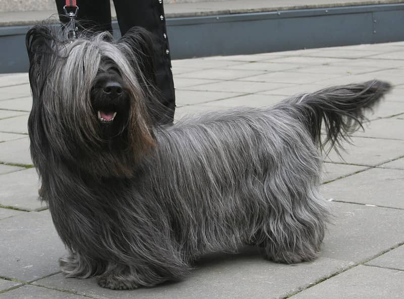 Photo de Skye Terrier