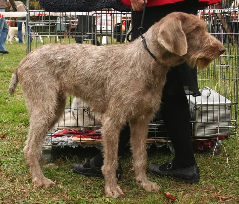 Photo de Slovak Rough-haired Pointer