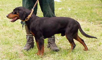Photo de Slovakian Hound
