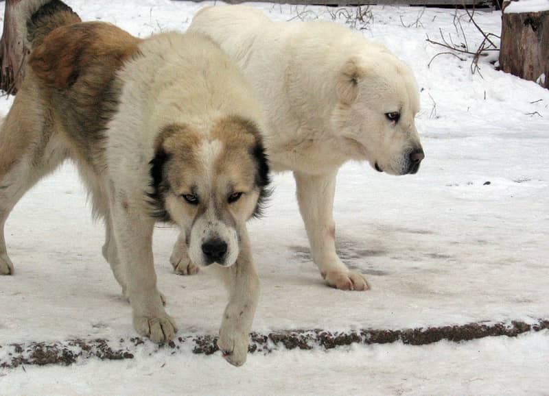 Photo de Central Asian Shepherd Dog