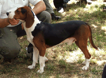 Photo de Serbian Tricolour Hound