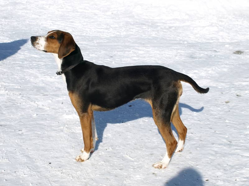 Photo de Finnish Hound