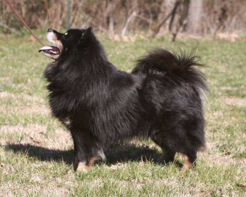 Photo de Finnish Lapphund