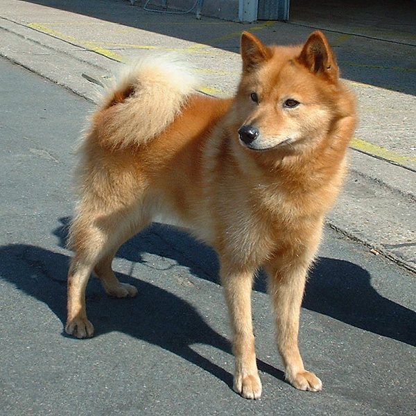Photo de Finnish Spitz