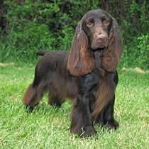 Photo Sussex Spaniel
