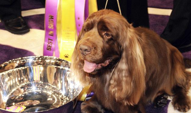 Photo Sussex Spaniel