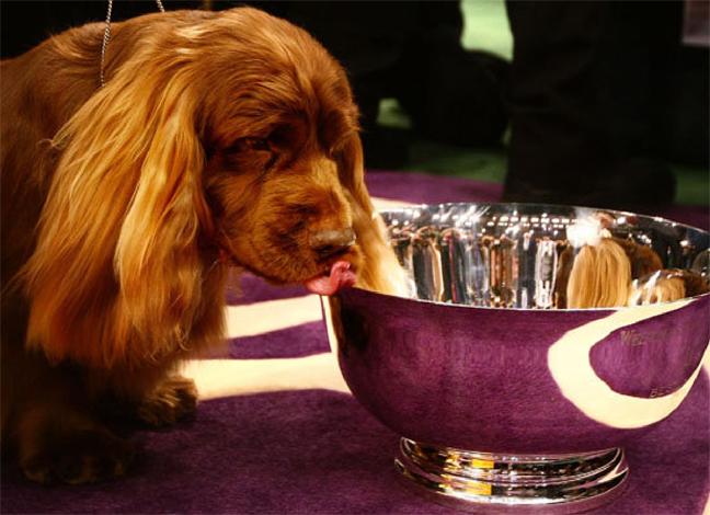 Photo Sussex Spaniel