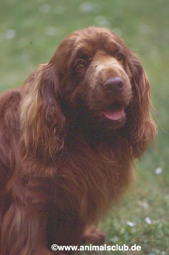 Photo de Sussex Spaniel
