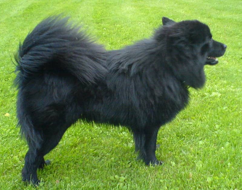 Photo de Swedish Lapphund