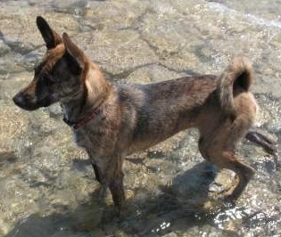 Photo de Formosan Mountain Dog