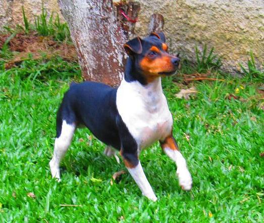 Photo de Brazilian Terrier