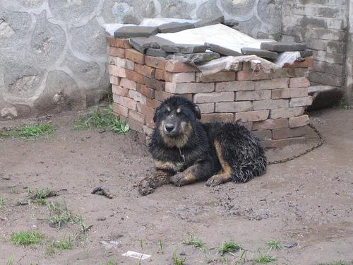 Photo Tibetan Mastiff