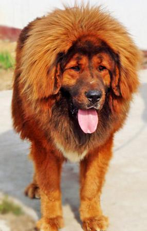 Photo Tibetan Mastiff
