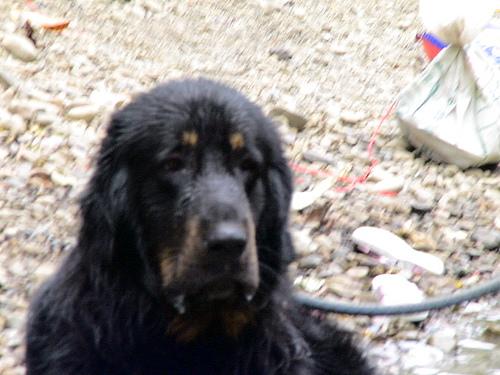 Photo Tibetan Mastiff