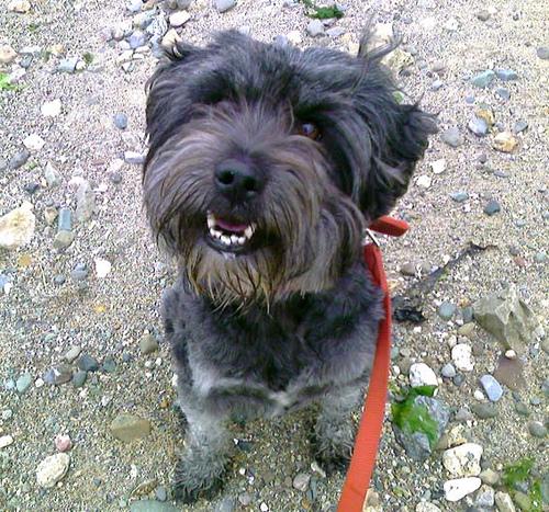 Photo Tibetan Terrier