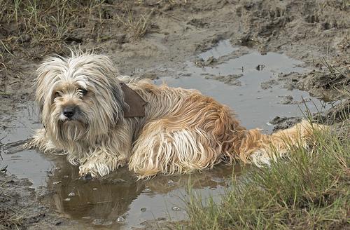 Photo Tibetan Terrier