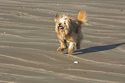 Photo Tibetan Terrier