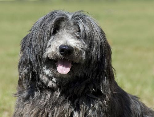 Photo Tibetan Terrier