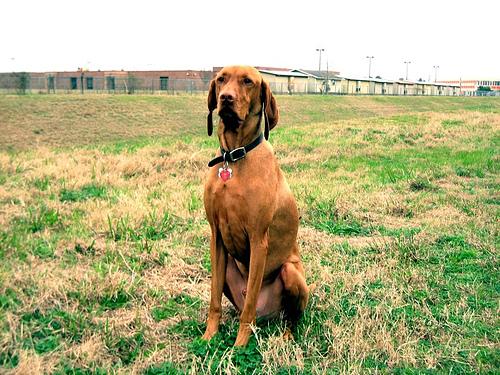 Photo Vizsla