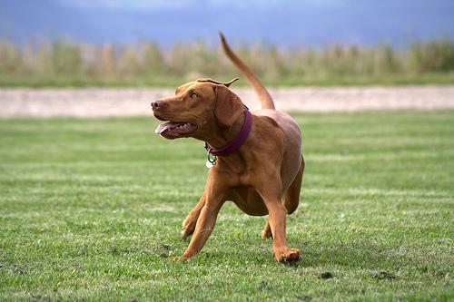 Photo Vizsla