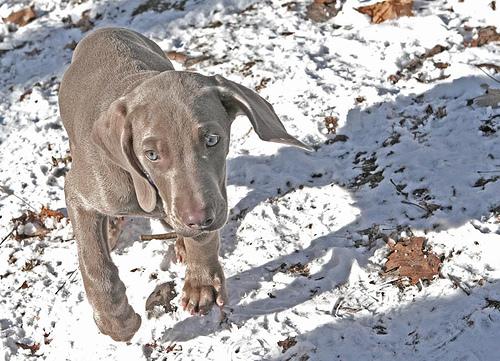 Photo Weimaraner