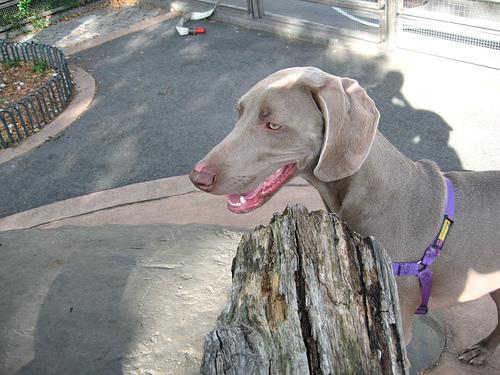 Photo Weimaraner