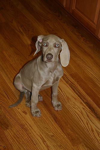 Photo Weimaraner