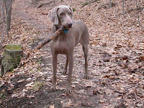 Photo Weimaraner