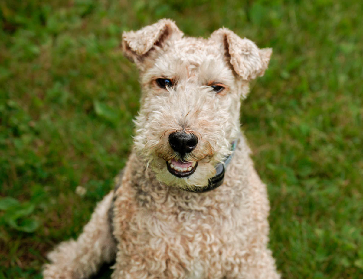 Photo de Welsh Terrier