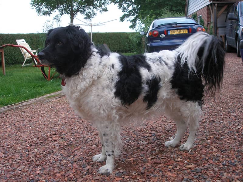 Photo de Frisian Water Dog
