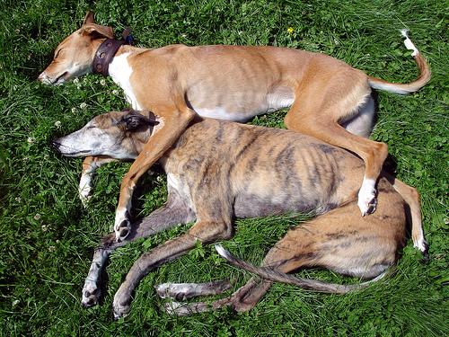 Photo Whippet