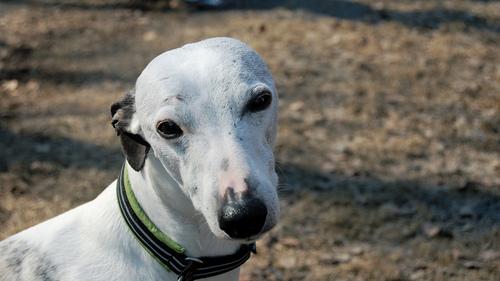 Photo Whippet