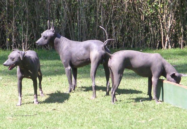Photo de Mexican Hairless Dog