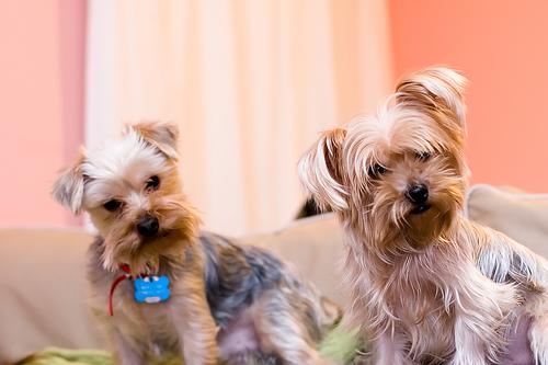 Photo Yorkshire Terrier