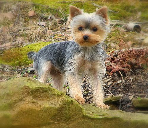 Photo Yorkshire Terrier
