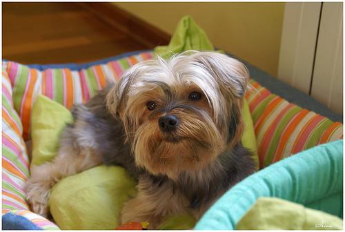 Photo Yorkshire Terrier