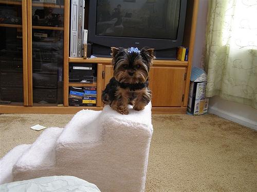 Photo Yorkshire Terrier