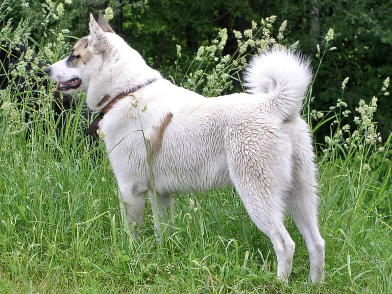 Photo de West Siberian Laika