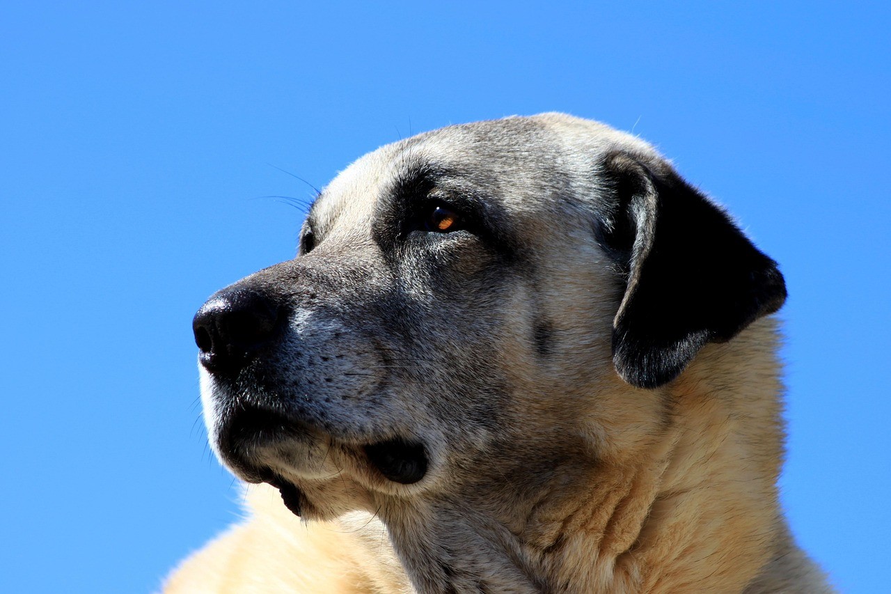 kangal-robe-couleur