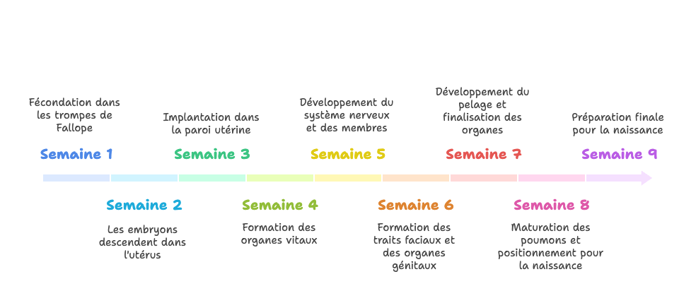 Déroulement de la Gestation du Chien Semaine par Semaine