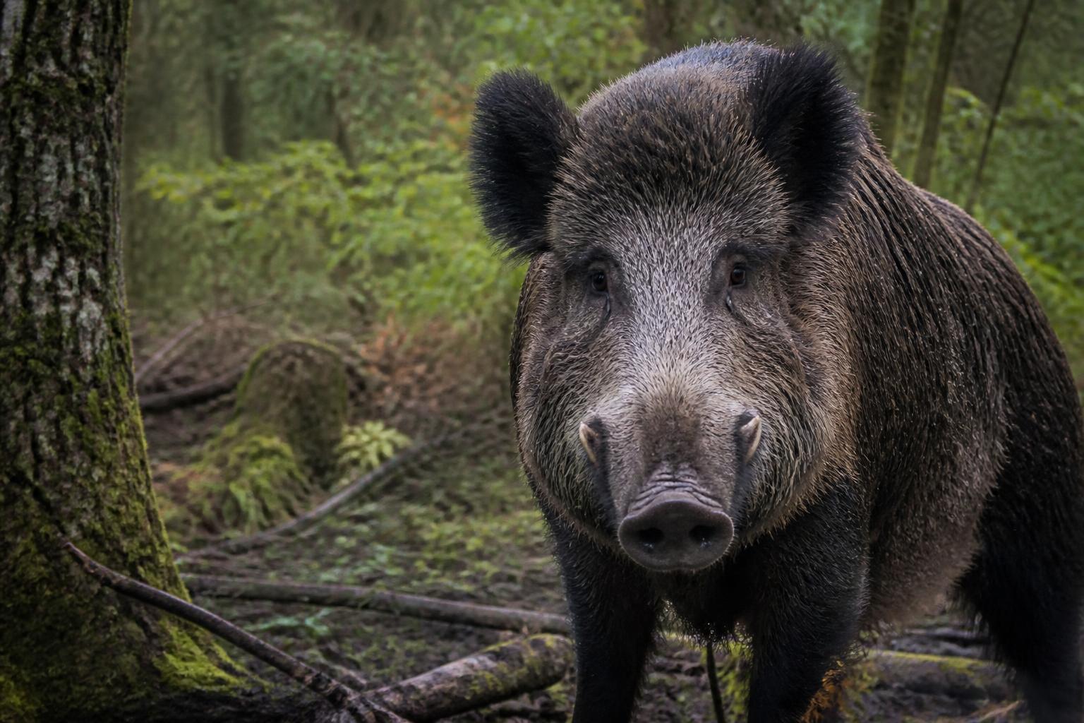 explorez la vie fascinante du sanglier, découvrez ses habitudes, son habitat naturel et les mystères qui entourent cet animal sauvage emblématique.
