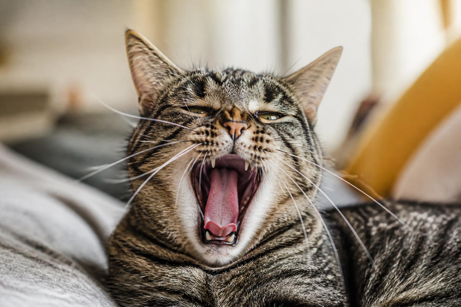 explorez les 7 raisons étonnantes qui expliquent pourquoi votre chat bâille et comprenez mieux son comportement.
