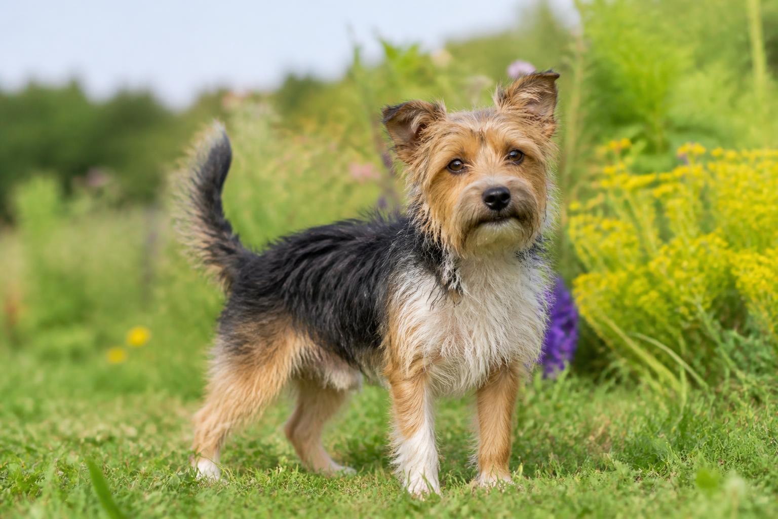 découvrez tout sur le fox terrier x yorkshire : son origine, son caractère attachant, son apparence unique et les conseils pour assurer sa santé optimale.