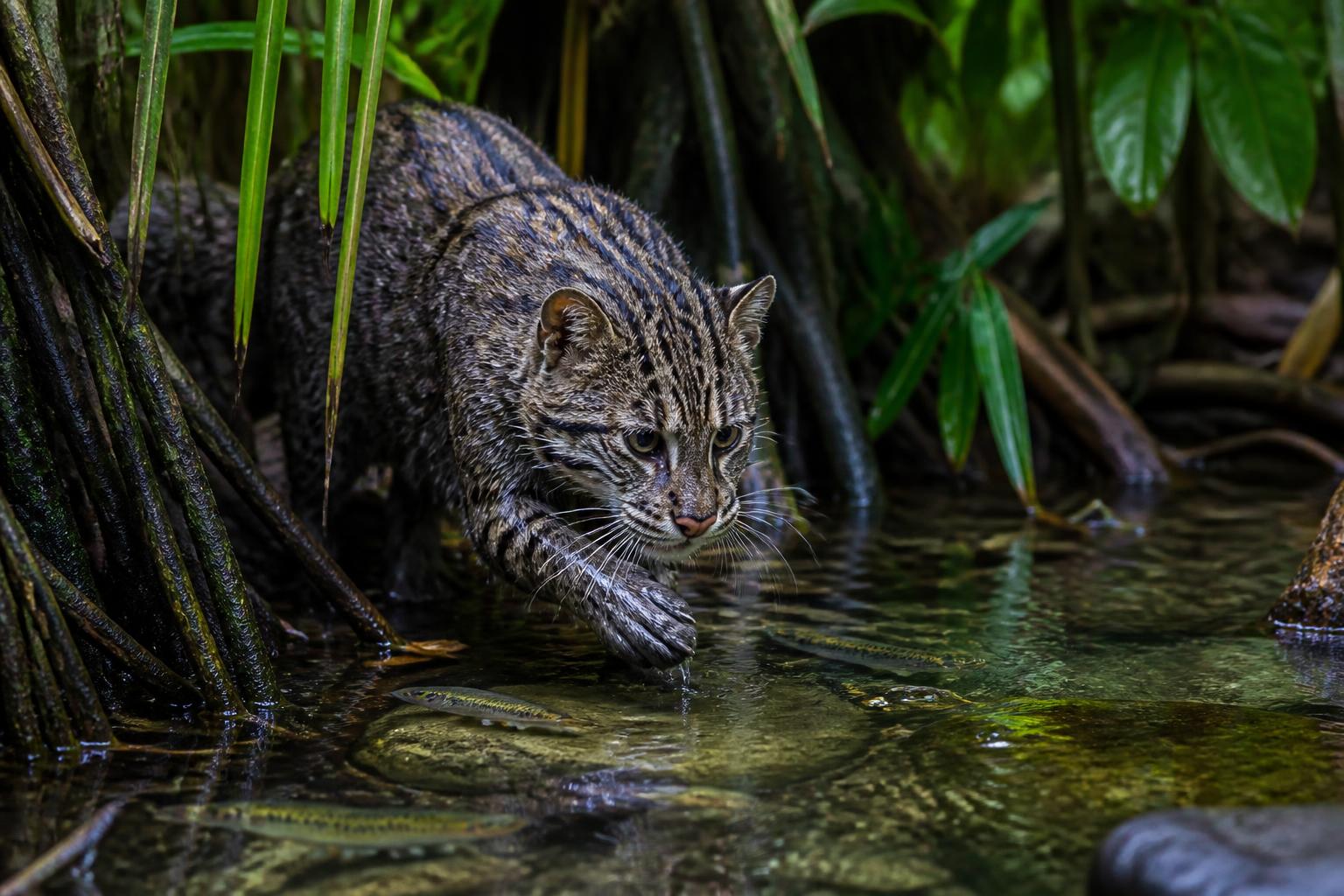 découvrez le chat pêcheur d'asie, ce félin aquatique unique en danger, et plongez au cœur de son mystère et de son habitat menacé.