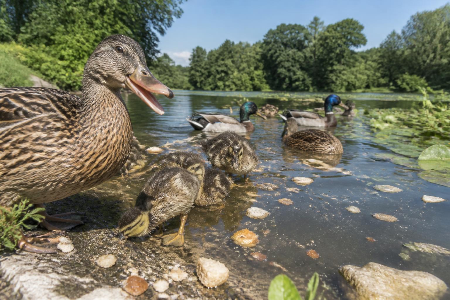 découvrez pourquoi il est important de ne pas nourrir les canards avec du pain sec et quelles sont les alternatives saines pour préserver leur santé et leur environnement.
