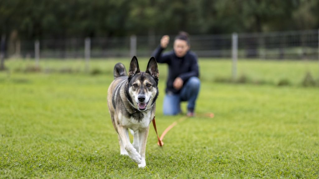Husky croisé Malinois travaillant le rappel en longe